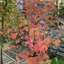 庭の紅葉🍁とCOSTCOに行って来ました