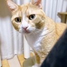 ライバルの視線を気にする猫。
