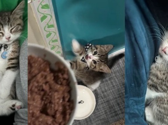 外国人「オスだと思ってた子猫がメスだった、ぴったりな日本語の名前ってある？」