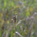 草原でコヨシキリ鳴く！