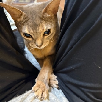 股をこじ開けて手が出てくる