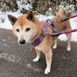 『雪の日も、お散歩大好き。柴犬よつばちゃん』の画像