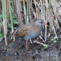 クイナの蔵出し画像15🦜（多々良沼公園）