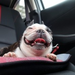 ボストンテリア さくら、きなこのブログ桜もち