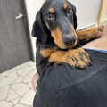 仔犬紹介