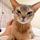 朝、胸の上に乗っかるマン