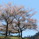 登りゆけば公園囲む桜かな