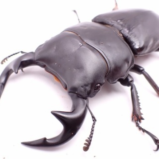 クワガタ備忘録