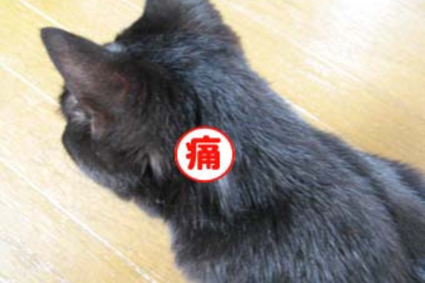 ものずきん モノとネコと時々介護 13年08月