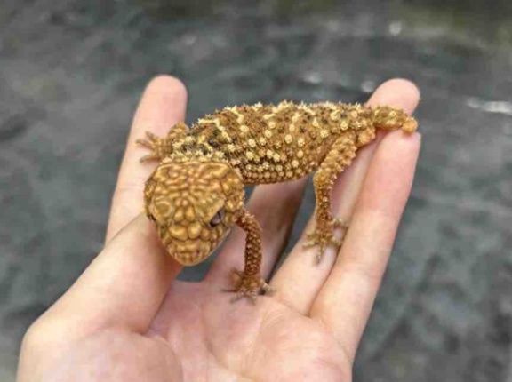 ヤモリ新着生体ピックアップ！　オススメ生体ーオニタマオヤモリー