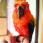 コではじまるインコ