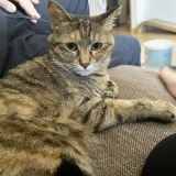 告知と愛猫トーク