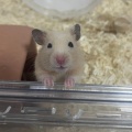 寒いですね🐹