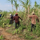 『さとうきびの収穫』の画像