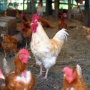【ヤバイ】鳥インフルエンザ「H5N2型」ヒトへの感染が世界で初めて確認される WHO発表