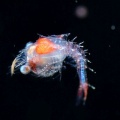 4月10日　刺激的な水中生物