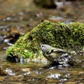 キクイタダキ　水浴び