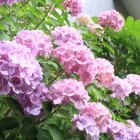 『汚庭改造計画4日目、大好きな最後のアジサイを抜いて大きなゴミバケツを設置』の画像