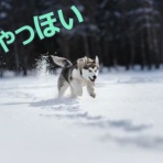 テキサス移住のひきこもごも