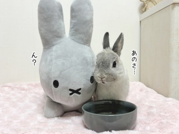 うさぎのルリ(3/20追記)