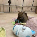 柴ハーフちゃんのご紹介です❤️