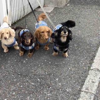 メルロコ一家の横須賀ストーリー