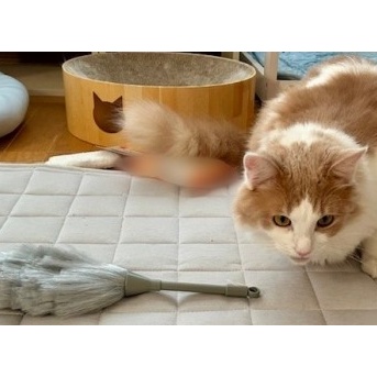 猫砂のほこりを取るダイソーのお掃除グッズ