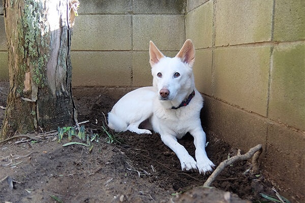 めい日報 旧 保護犬めいのトライアル日報 年01月