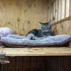 家をさがすのじゃ～～～～