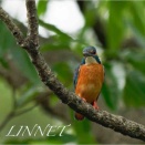 カワセミ（Common　Kingfisher）