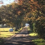 フィールド・オブ・ドリームス　　乳と蜜の流れる地