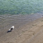 あいまいだいありー