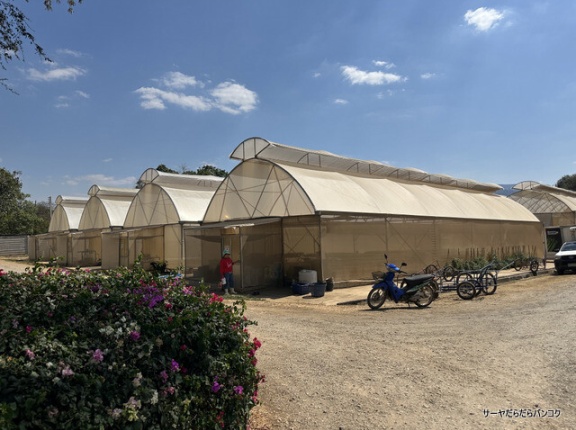 【Sweet & Green Farm】　at　カオヤイ　～人気のオーガニック農園見学～