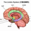 【仮説】大脳辺縁系が「国津神」で、大脳新皮質は「天津神」。