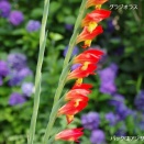 ７月・庭の花