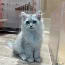 ペルシャねこ(=^・^=)