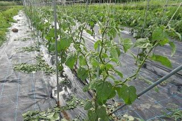 食用ほおずき 整枝 食用ほおずき日記 ほくほく農場から