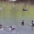 令和6(2024)年3月27日の鳥さん Vol.3　国分川で野鳥の観察･撮影 カワセミやツグミが多数登場!!コチドリが国分川に来て盛大に水浴びしていた!!