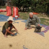 『お酒を造るコメ』の画像