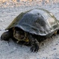 日本の亀　HAWAIIのHONU