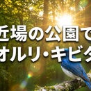 近場の公園で、オオルリ・キビタキ