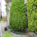 コニファーの剪定