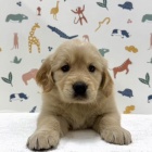 『新しいわんちゃんの紹介です🐶』の画像