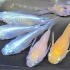 『メダカ入舎情報‼️』の画像