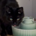 猫の給水器を買い替え｜ファウンテンから水を飲まなくなった我が家の解決策