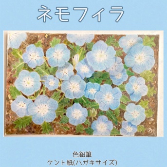 【植物イラスト】1ネモフィラ　色鉛筆で描くのは初めて！