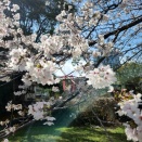 朗読、落語、花見