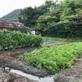 大雨でまたキュウリ支柱が倒れた