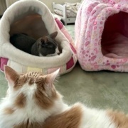 「小さな猫ベッドには入れないよ」と大きな猫に言ったら・・・