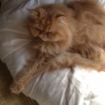 hiyokomame0124のblog